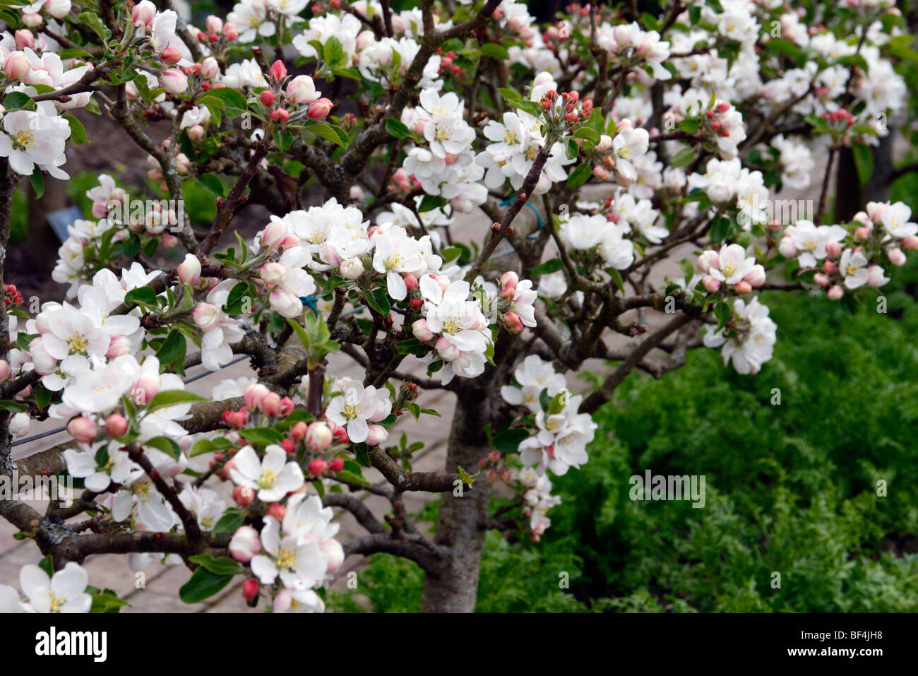 Malus Domestica 'Entdeckung' AGM Apple Stockfoto