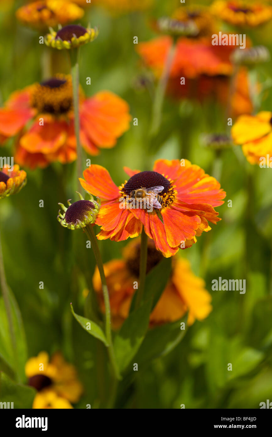 Helenium - Sommer-Garten-Grenze Stockfoto