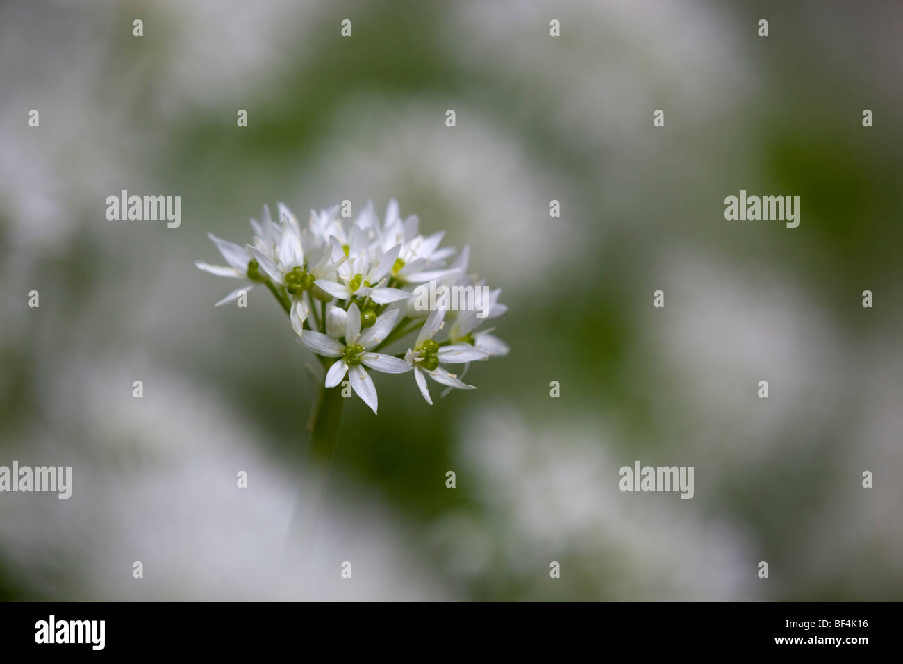 Bärlauch; Allium Ursinum; Bärlauch bei 180mm f5 Stockfoto