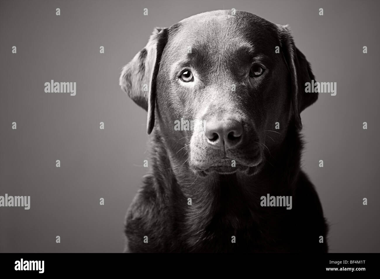 Schwarz / weiß Kopfschuss von einem schönen Labrador Stockfoto