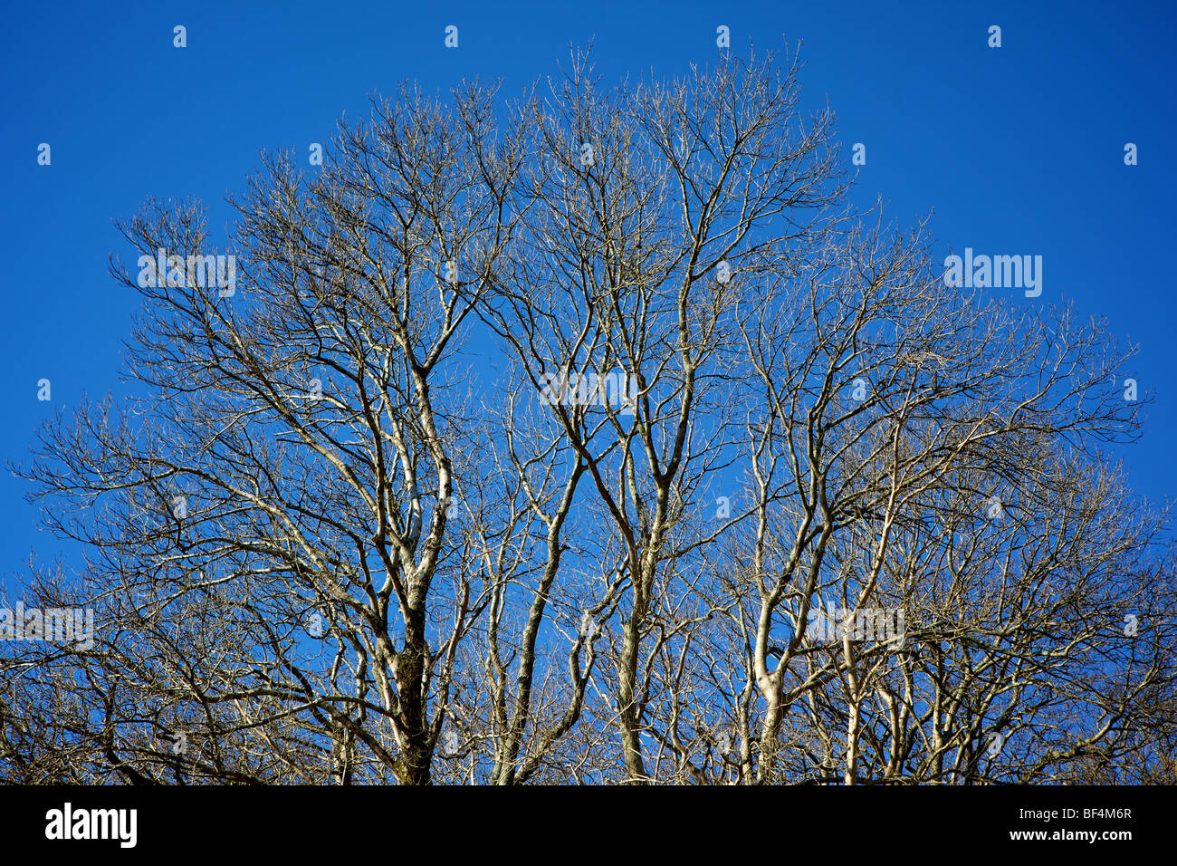 Asche Baum blauen Himmel wales Stockfoto