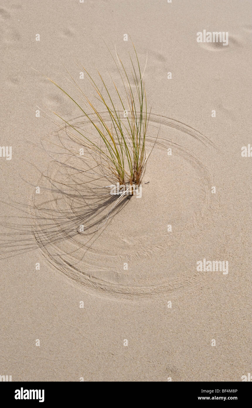 Büschel von Grass zeichnen konzentrische Kreise im Sand durch Wind Bewegung, Oregon-Sanddünen, Oregon, USA Stockfoto