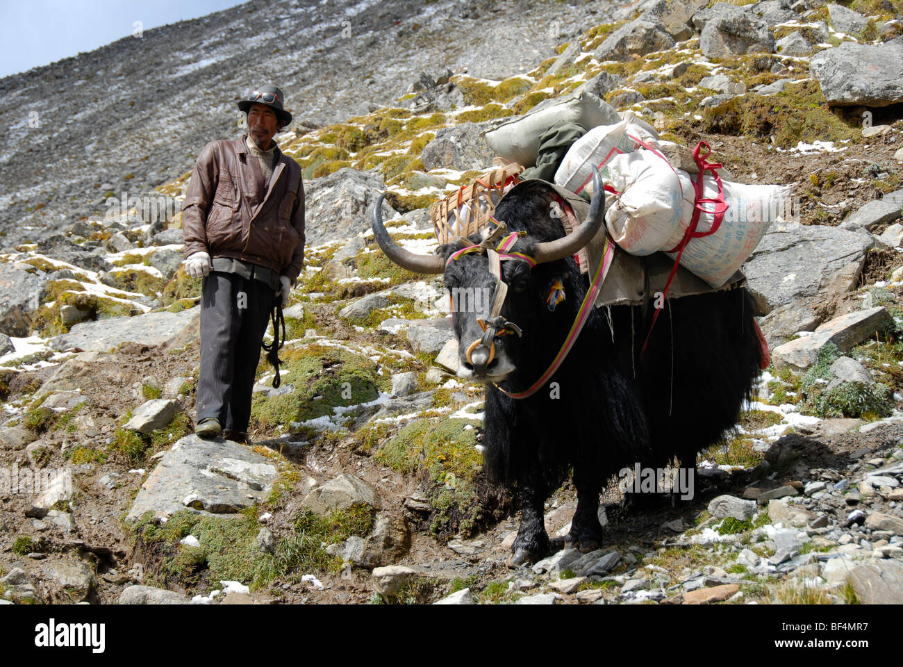 Trekking-Tourismus, tibetischen führt die geladenen Yak (Bos Mutus), Chitu-La Pass 5100 m, einem alten Pilgerweg durch die hohe moun Stockfoto