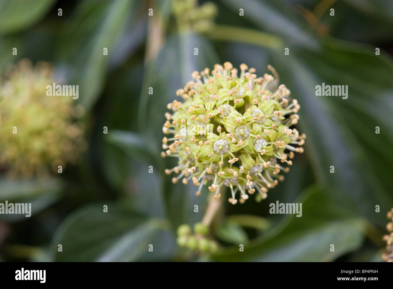 Ivy Blumen; Hedera helix Stockfoto