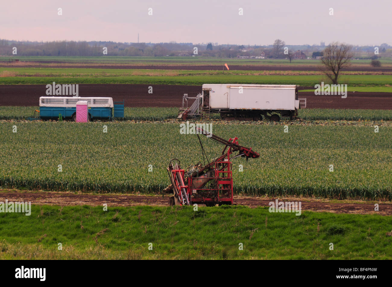 Landwirtschaft in Cambridgeshire - Ernte Stockfoto