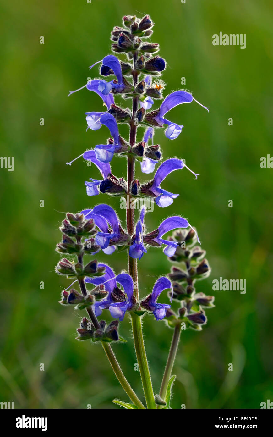 Wiese Clary oder Wiese Salbei (Salvia Pratensis) Stockfoto