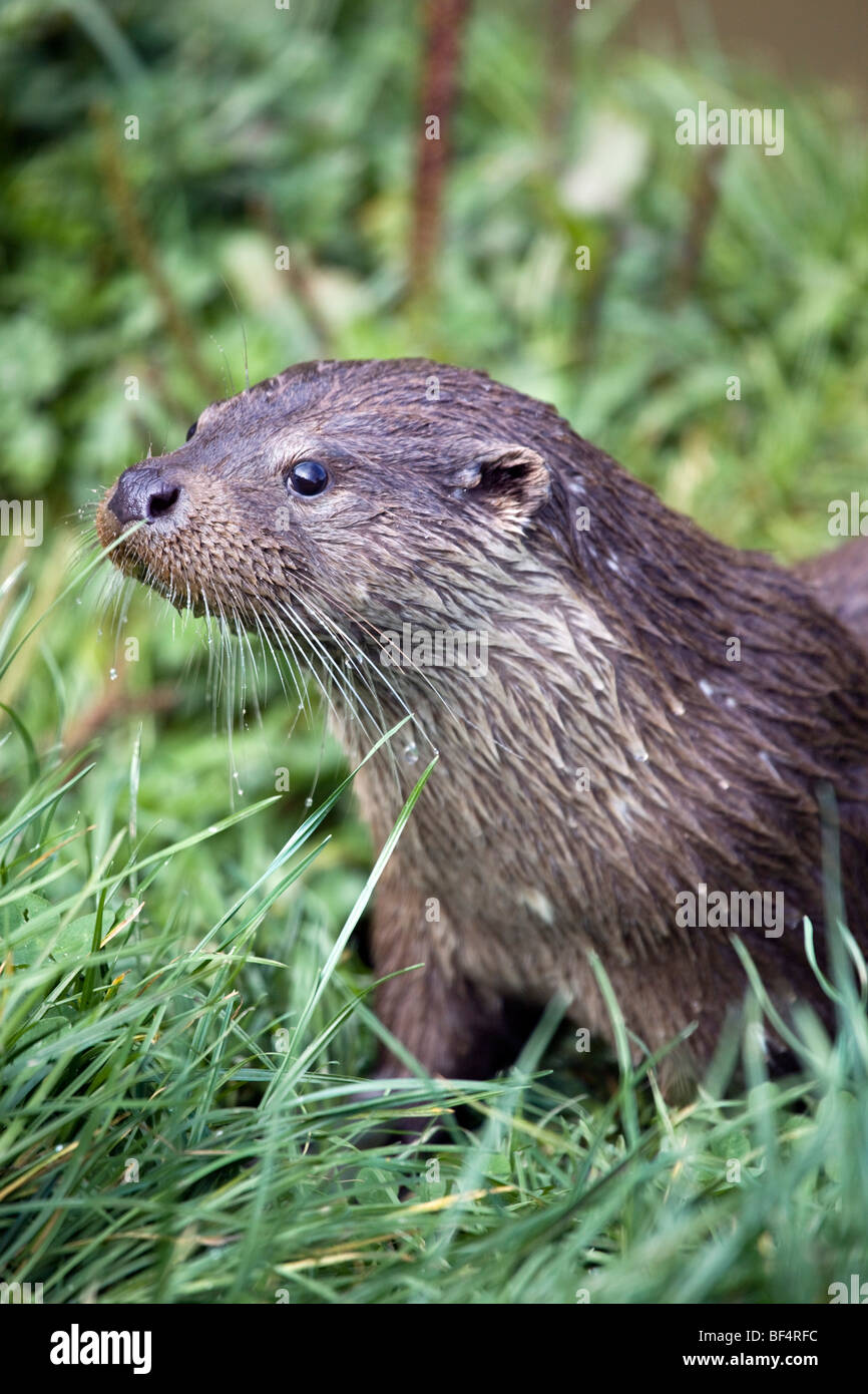 Otter; Lutra Lutra; Cornwall Stockfoto
