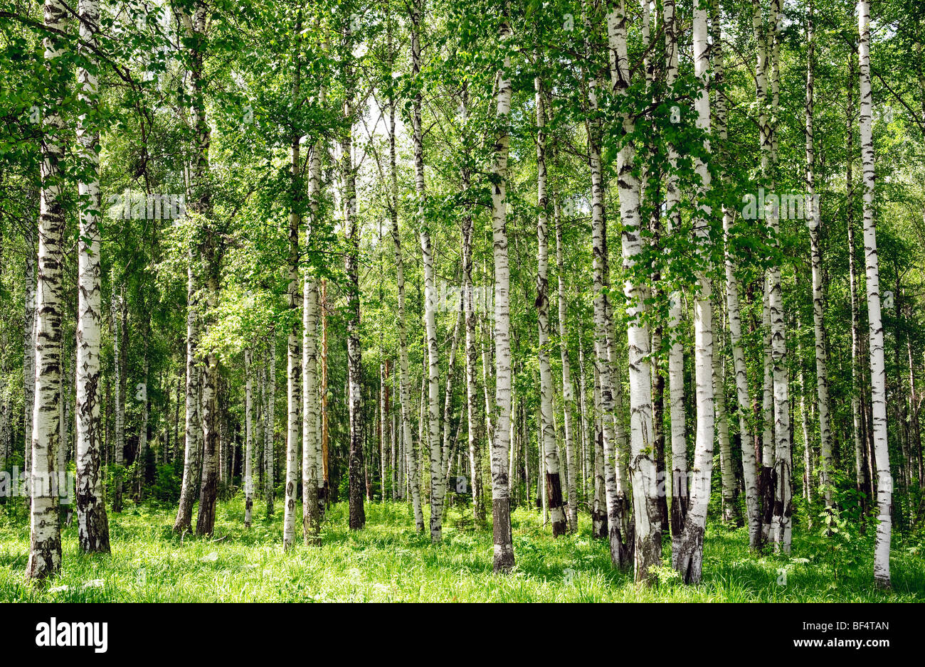 Birke Wald Landschaftsansicht Sommer Stockfoto