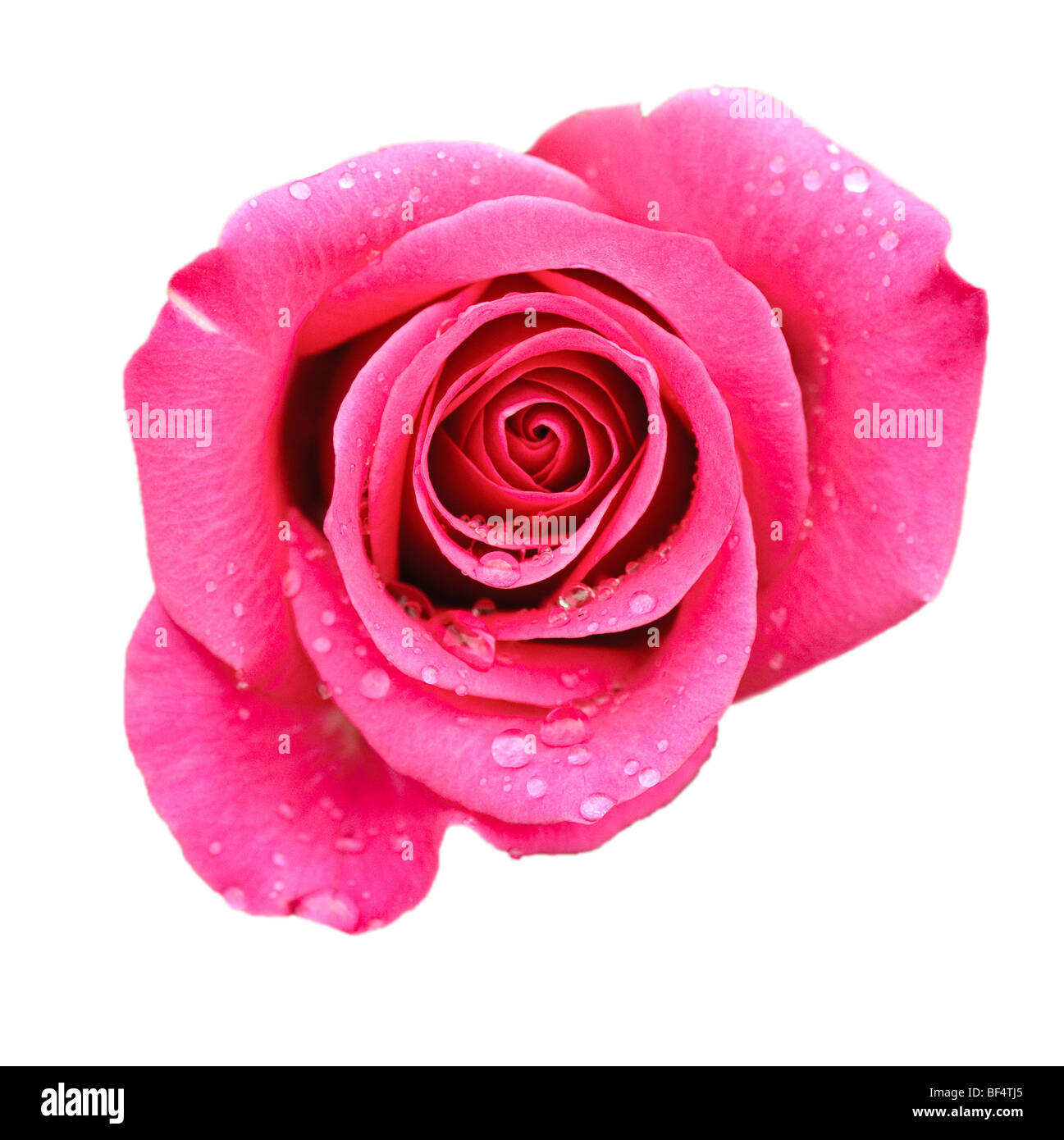 Rosa Rose auf Weiß isoliert Stockfoto