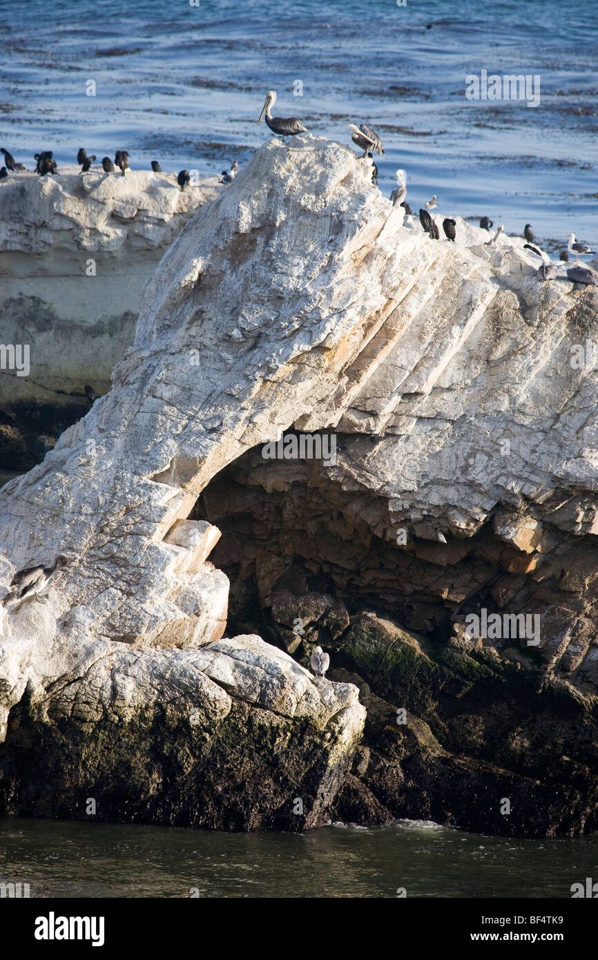 Felsenküste, Pismo Beach in Kalifornien, USA Stockfoto