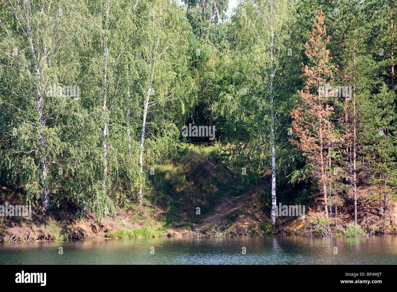 Sterbende Bäume im Wald, Ural, Russland Stockfoto