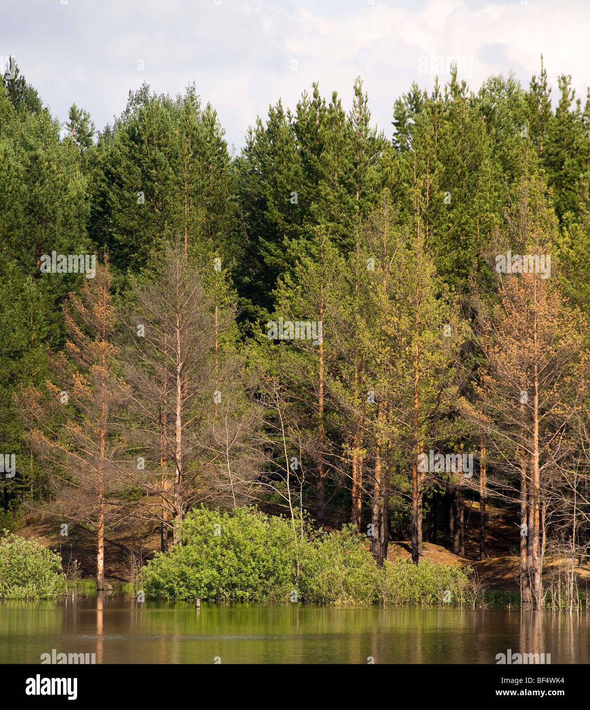 Sterbende Bäume im Wald, Ural, Russland Stockfoto
