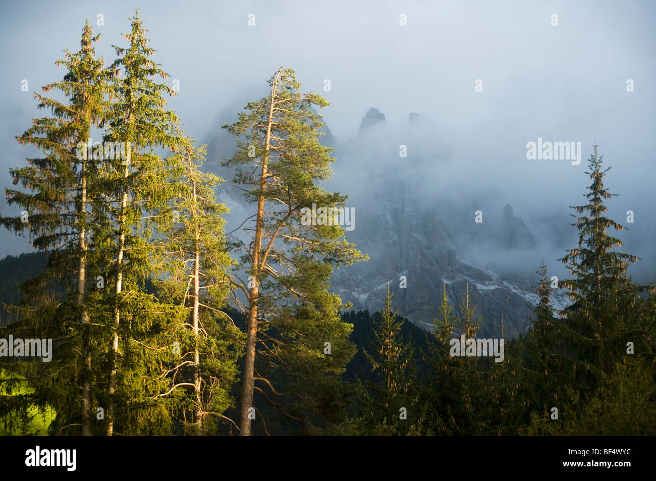 Bäume und Berge Geisler (im Nebel) Val di Funes, Dolomiten, Italien Stockfoto