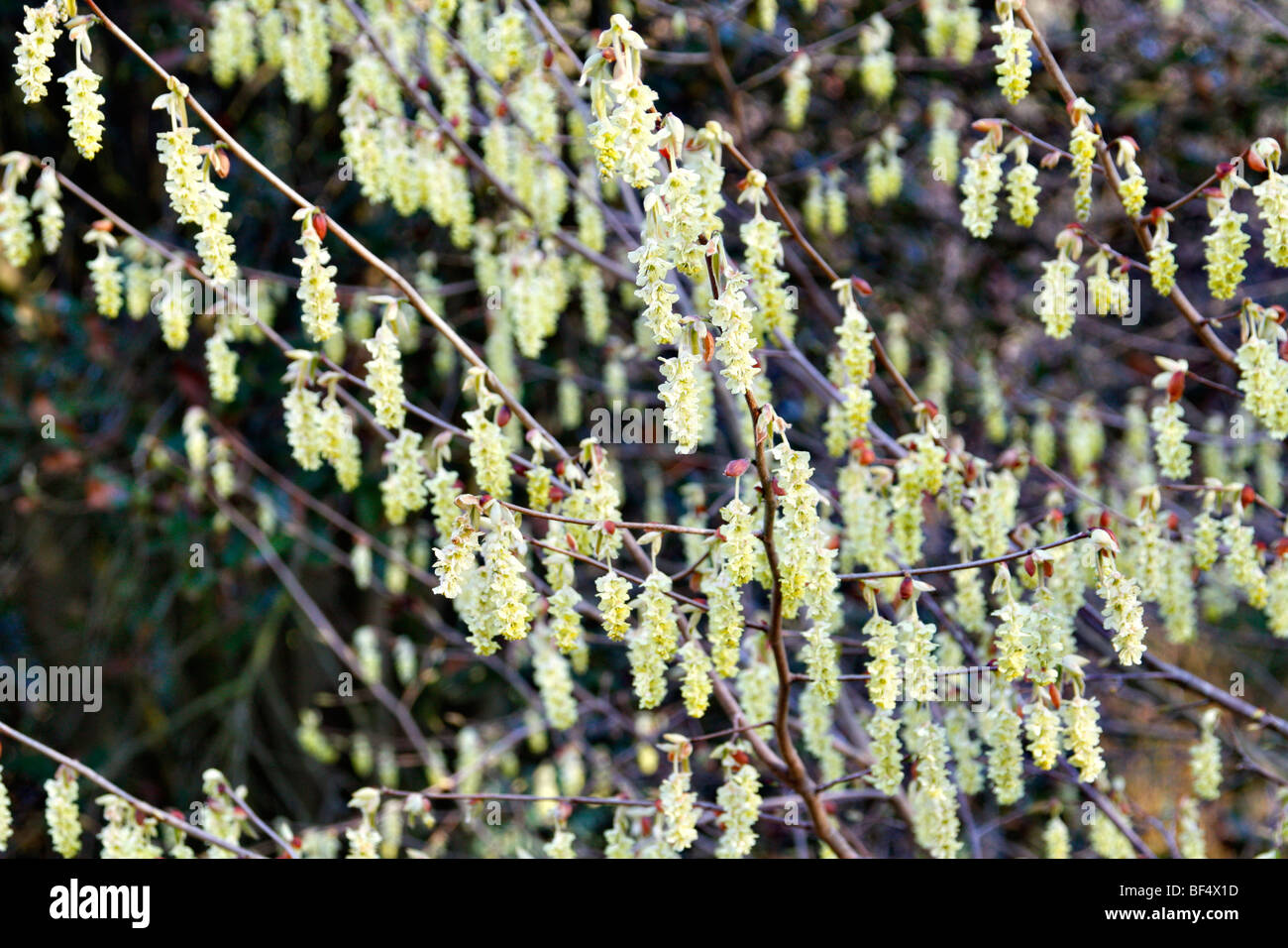 Corylopsis Sinensis Var Sinensis Marwood Hill Gardens, North Devon Stockfoto