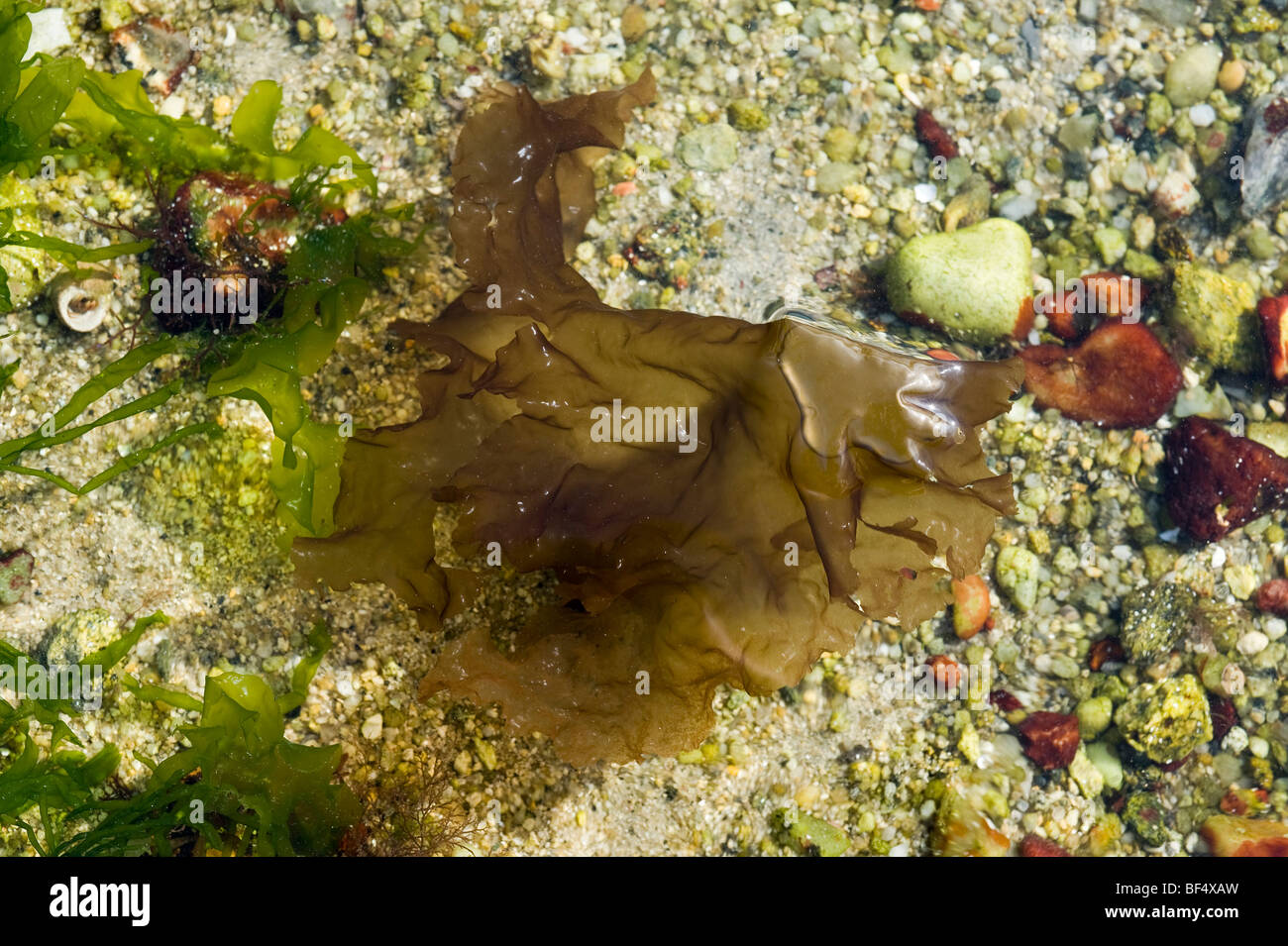 Nori Algen Stockfotos Und Bilder Kaufen Alamy
