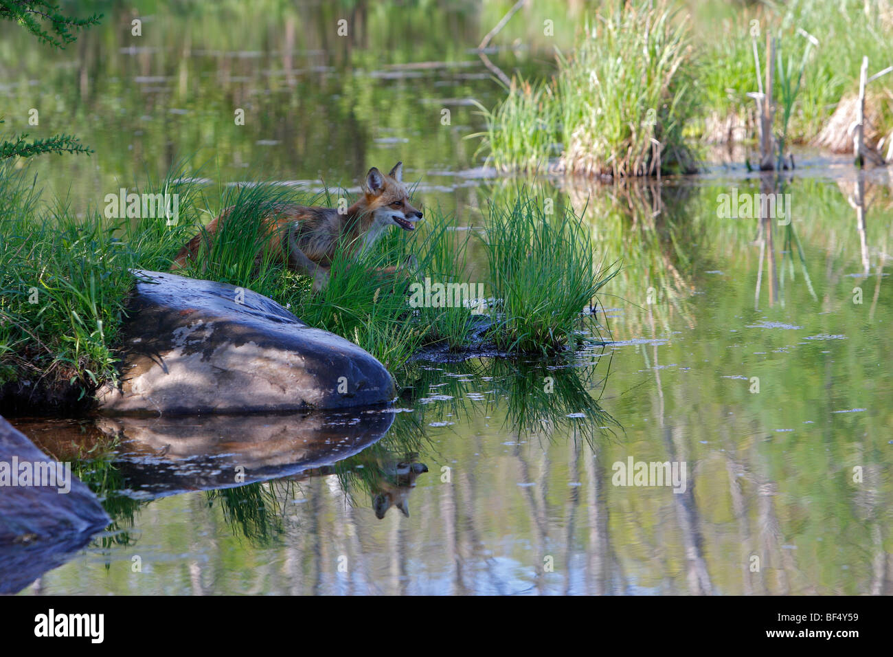 Rotfuchs (Vulpes Vulpes) stehen am Rand Wassers. Stockfoto