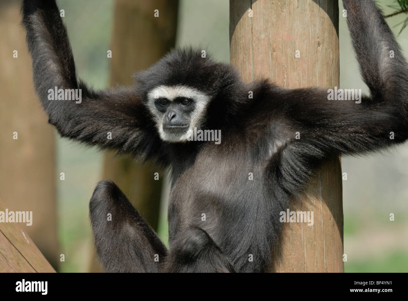 Weiß übergab Gibbon (Hylobates Lar) Stockfoto