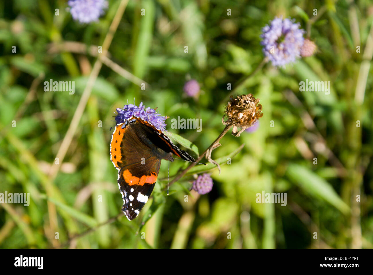 Red Admiral (Vanessa Atalanta) Schmetterling Lavernock Naturschutzgebiet Penarth Vale von Glamorgan-Süd-wales Stockfoto