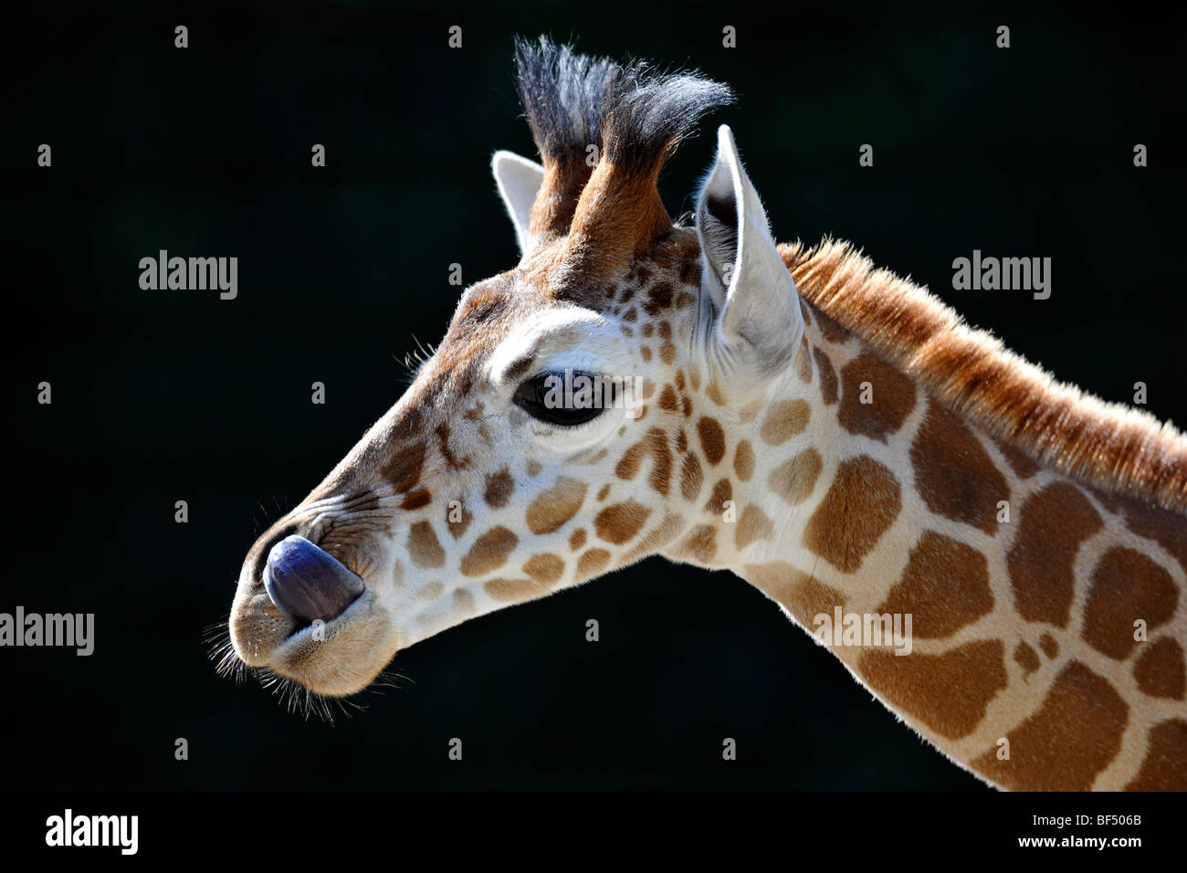 Somalische Giraffe (Giraffa Plancius Reticulata), juvenile, portrait Stockfoto
