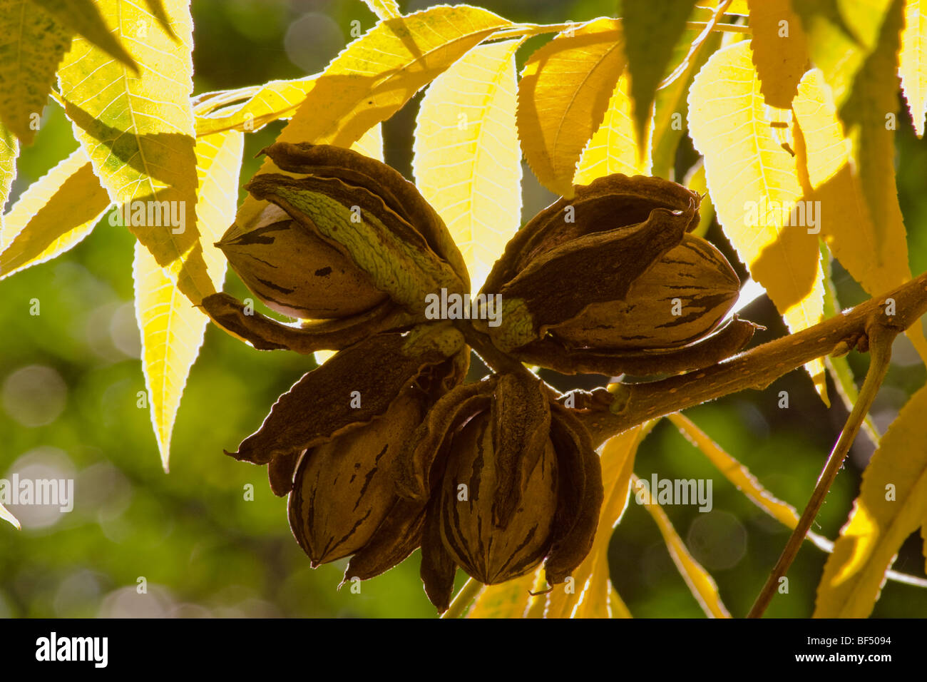 Landwirtschaft - Nahaufnahme von Reife, Ernte bereit Pekannüsse mit offenen Schalen auf dem Baum / in der Nähe von Corning, Kalifornien, USA. Stockfoto