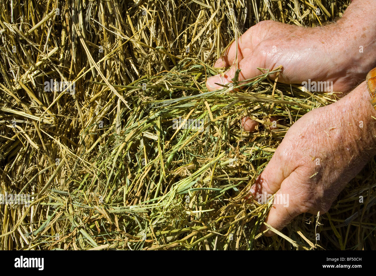 Hände eines Vieh-Produzenten überprüfen Ballen Reisstroh dient als Zutat in Rinder ernähren sich von seiner Ranch / California. Stockfoto