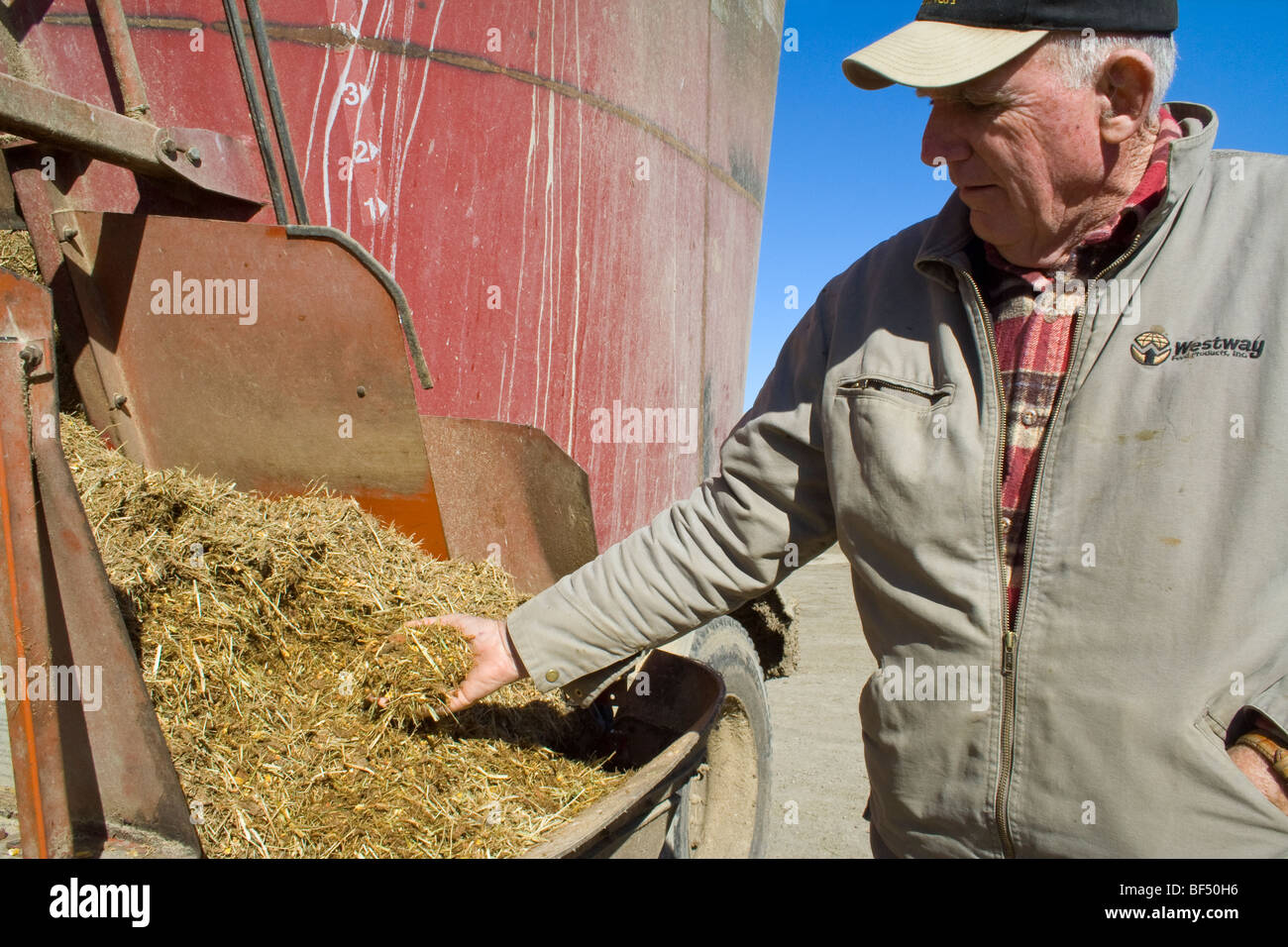 Ein Vieh Produzent Kontrollen Viehfutter, worunter Reisstroh als eine der Zutaten gemischt / Williams, Kalifornien, USA. Stockfoto