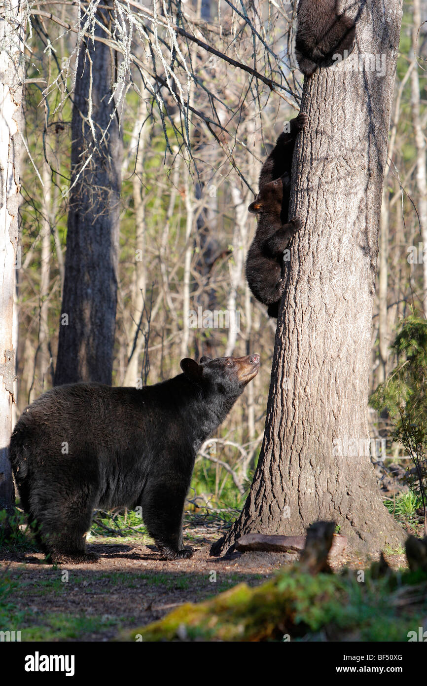 Amerikanische Schwarzbären (Ursus Americanus). Mutter, die gerade drei Frühling spielerische Cubs (4 Monate alt) klettern auf einen Baum. Stockfoto