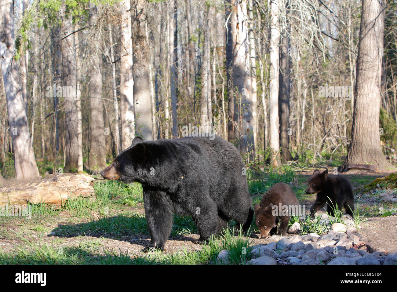 Amerikanische Schwarzbären (Ursus Americanus). Mutter mit drei verspielten Frühling Cubs (4 Monate alt) zu Fuß in einem Wald. Stockfoto