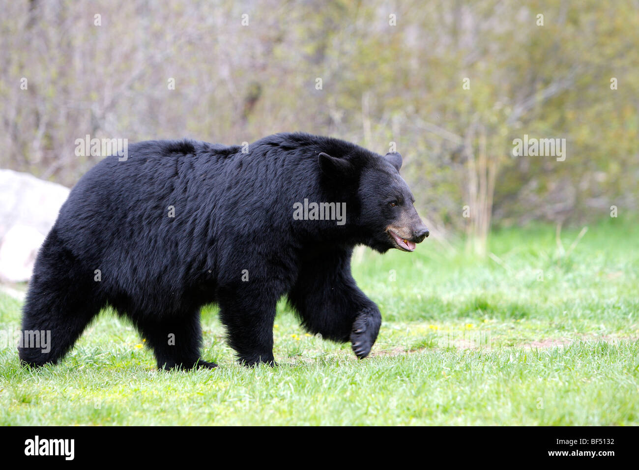 Amerikanische Schwarzbären (Ursus Americanus). Erwachsener Mann zu Fuß über eine Lichtung. Stockfoto