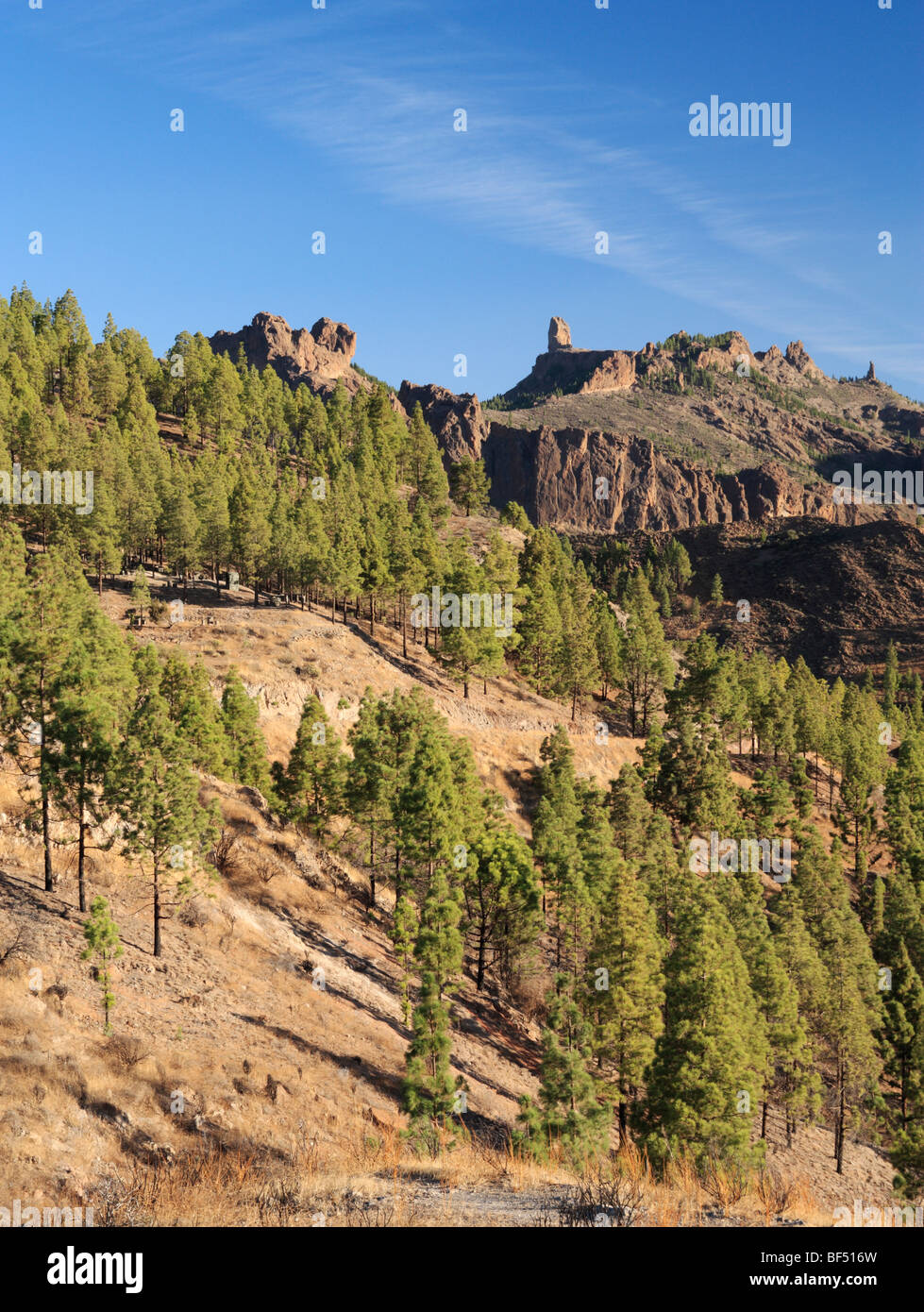 Kiefernwald im zentralen Gran Canaria mit Roque Nublo (Cloud Rock 1813m) in der Ferne. Stockfoto