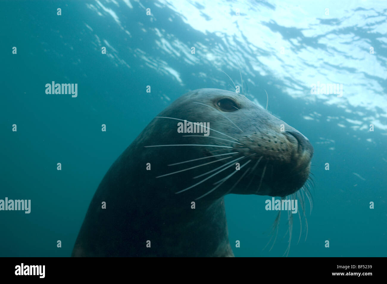 Graue Dichtung Halichoerus Grypus unter Wasser Stockfoto