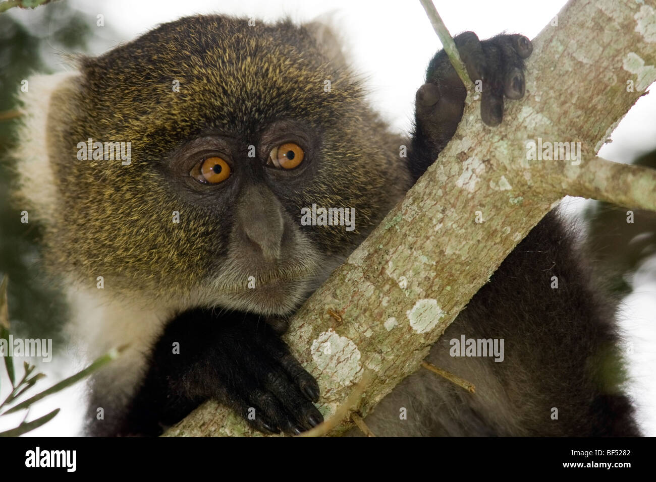 Sykes Affe - Mount Kenya National Park, Kenia Stockfoto