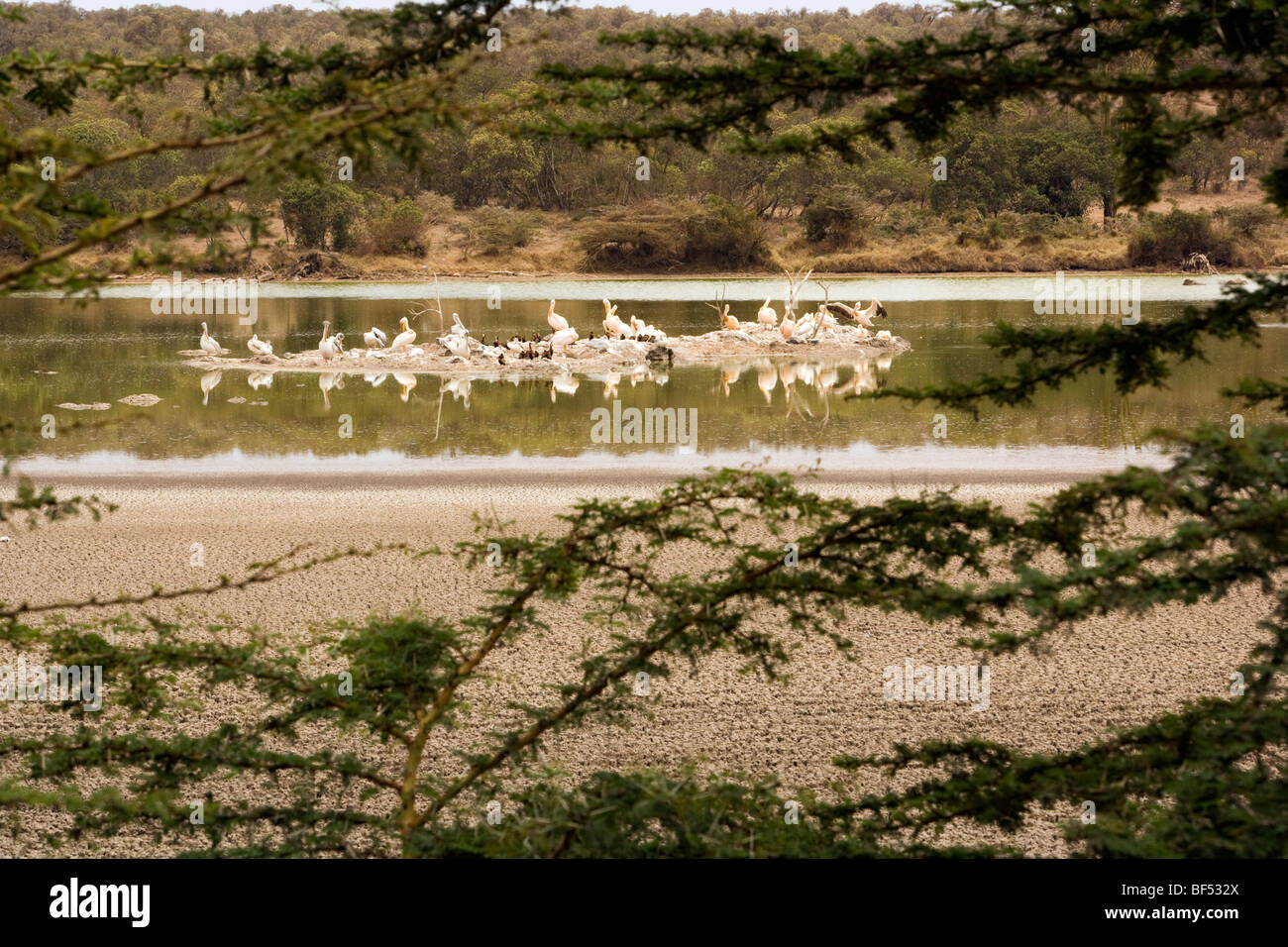 Große weiße Pelikane am See Sangare in Kenia Stockfoto