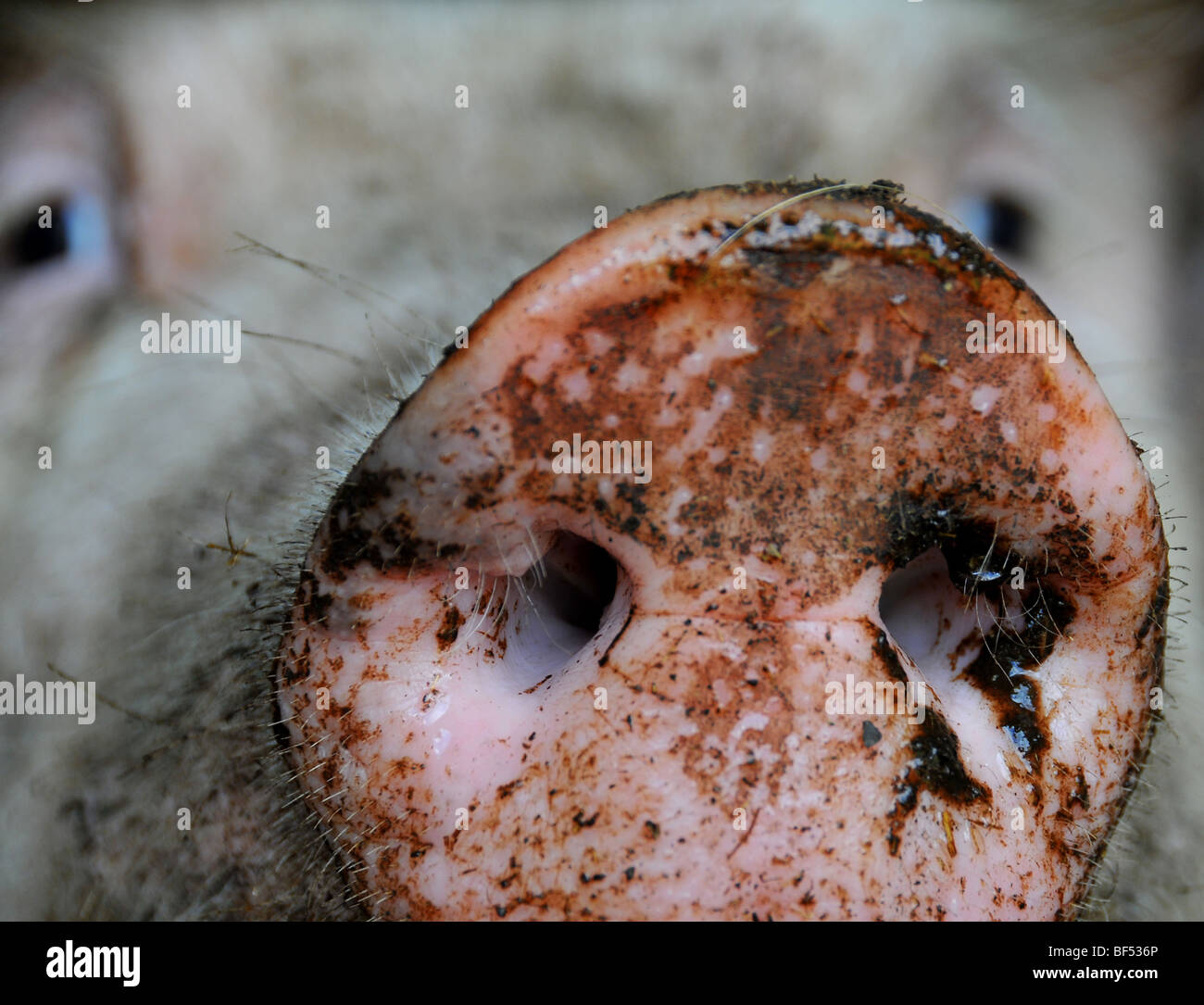 freie Auswahl Schweine: ein Schwein Schnauze in ein Outdoor-Brutplatz in einem Bretagne Bio Bauernhof Stockfoto