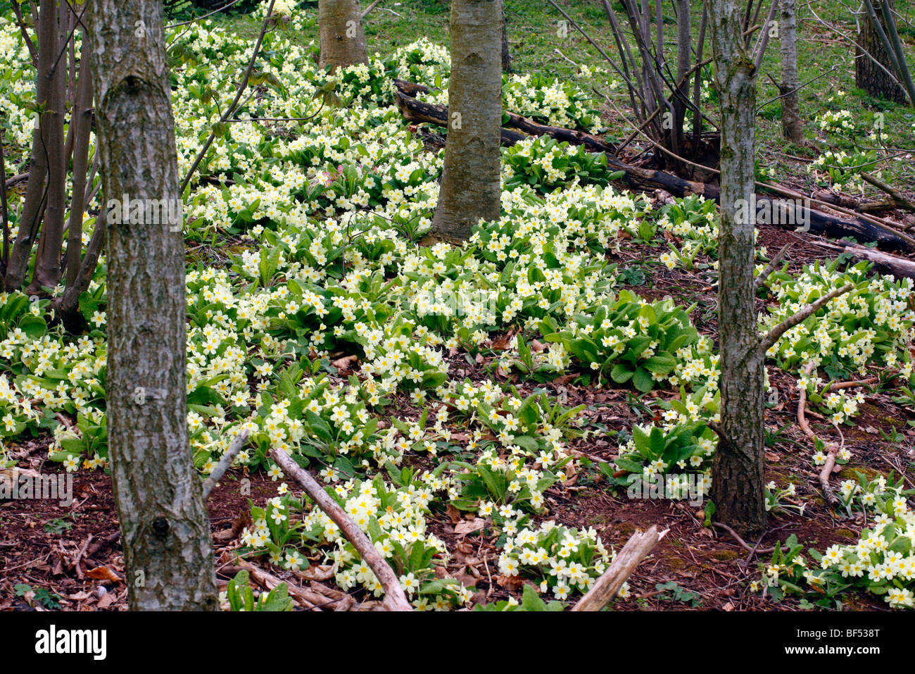 Primula Vulgaris Primeln kolonisieren eine neue Straße Böschung in Devon Stockfoto