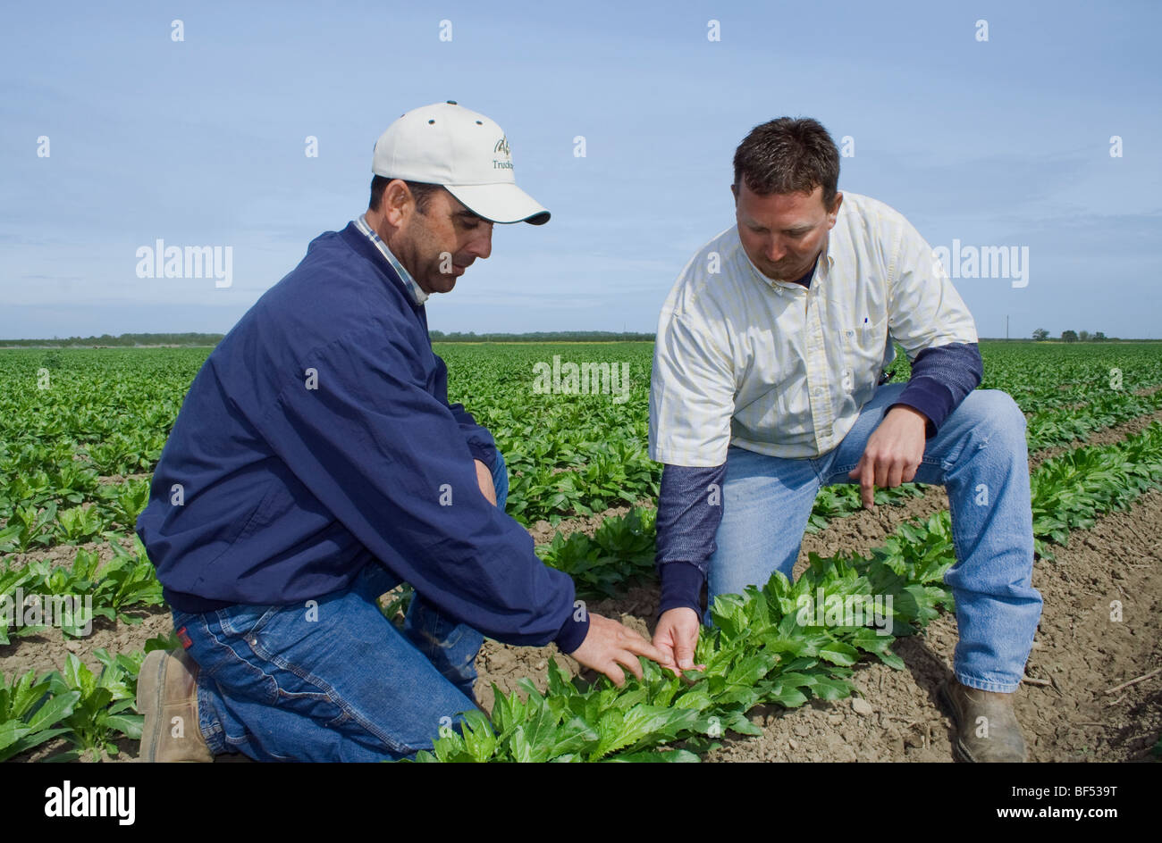Landwirtschaft - ein Züchter und Commodity Broker im Bereich Inspektion eine Ernte von frühen Wachstum Saflor / McArthur, Kalifornien, USA Stockfoto