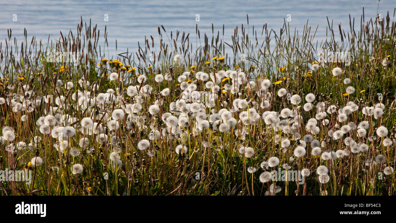 Bereich der Löwenzahn, Island Stockfoto