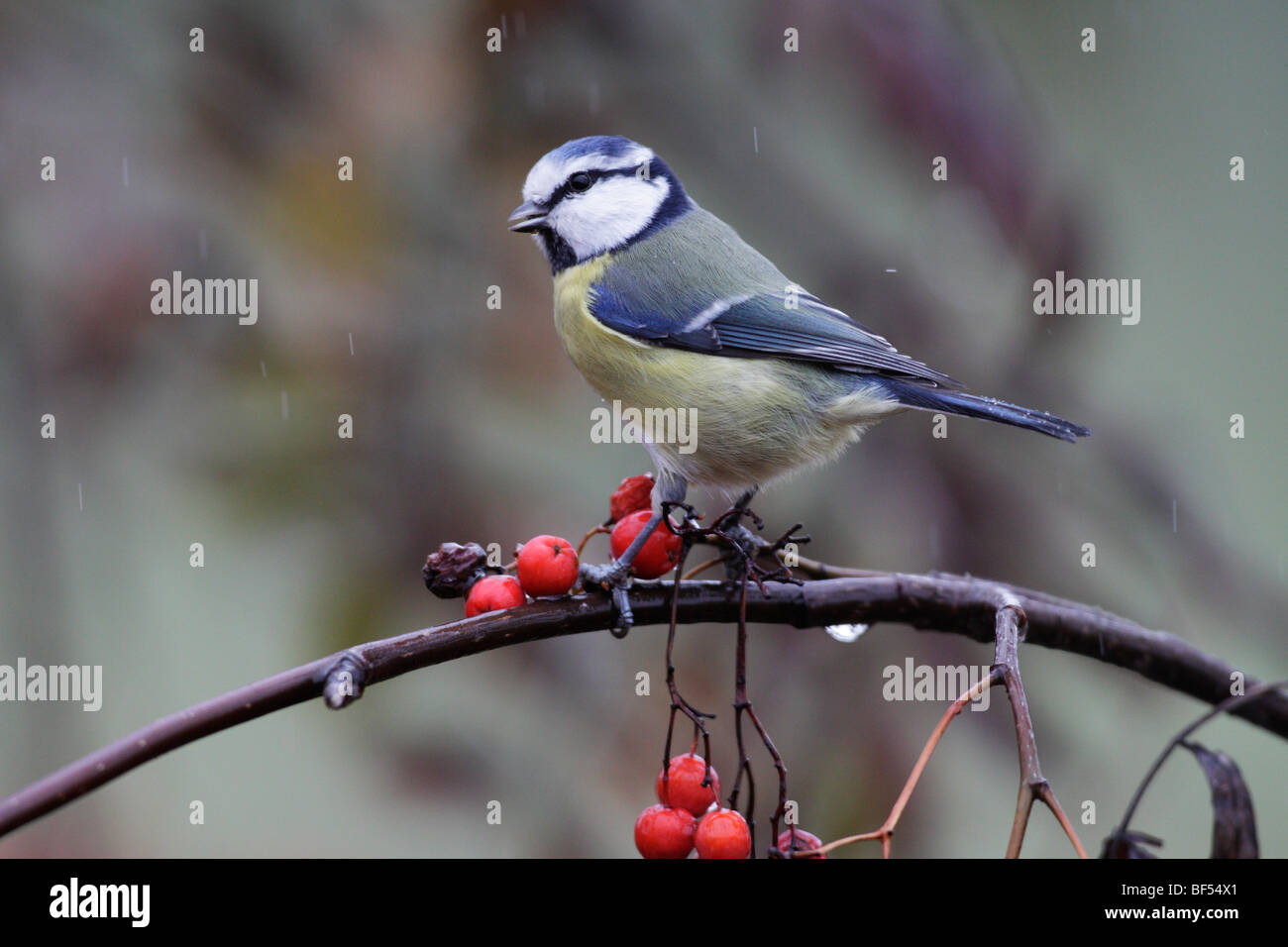 Blaumeise (Cyanistes Caeruleus), Essen Beeren sind europäische Vogelbeere (Sorbus Aucuparia) Stockfoto