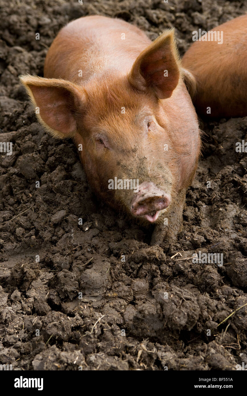 Freerange Tamworth Schwein in schlammigen Feld. Stockfoto