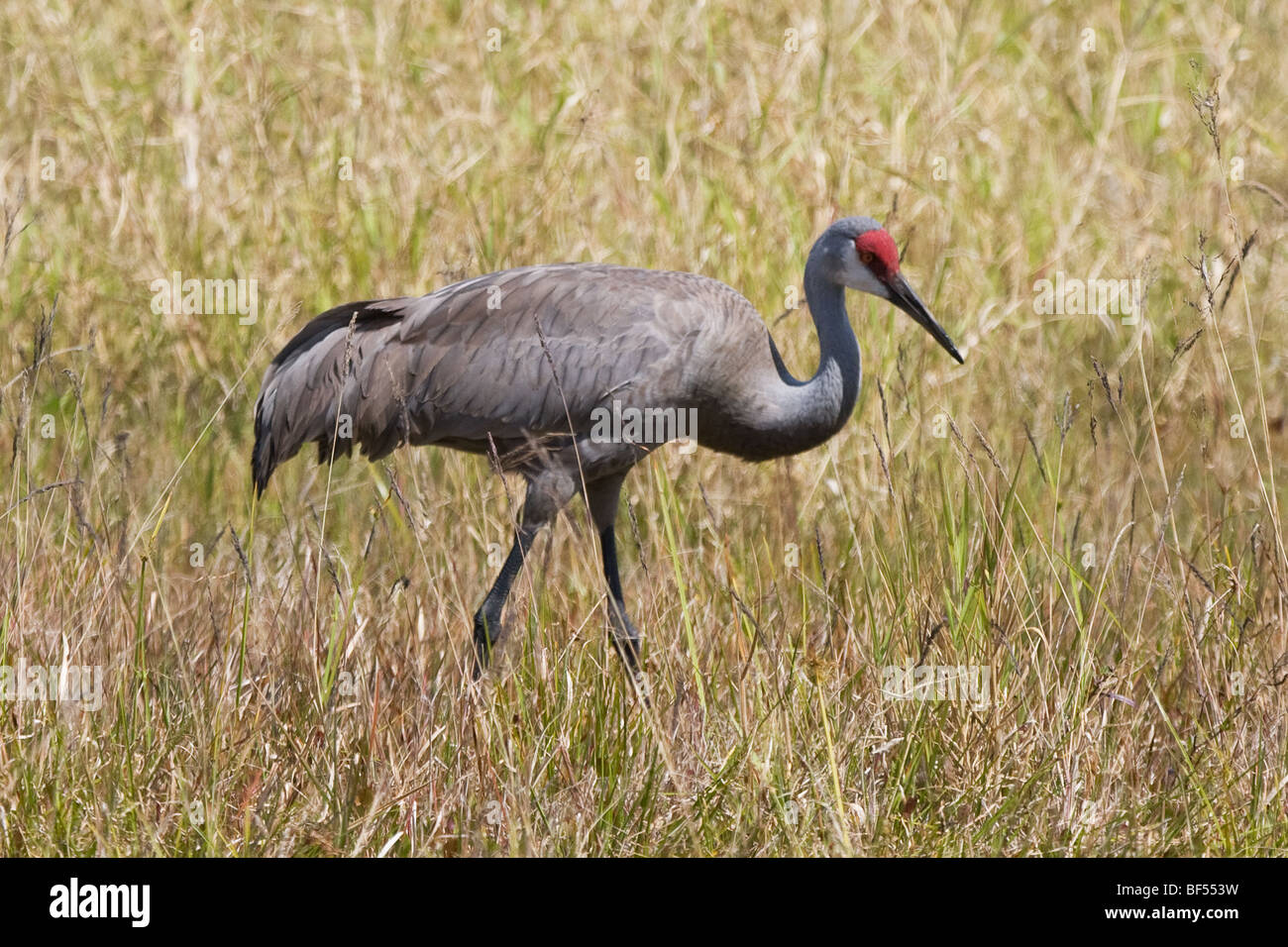 Sandhill Kran - Grus Canadensis Fütterung Stockfoto