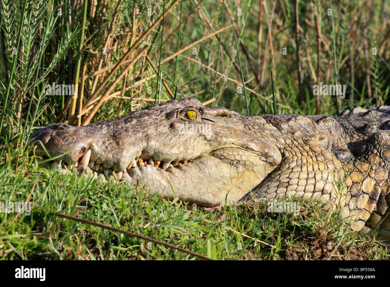 Eine Nil-Krokodil am Ufer des Sambesi in Sambia Stockfoto