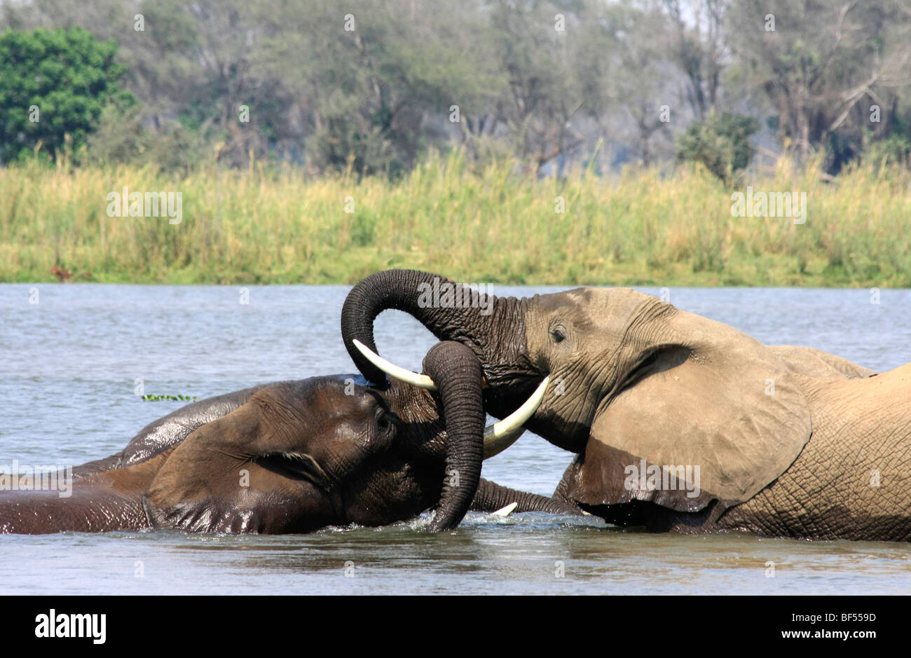 Afrikanische Elefanten im Fluss Sambesi sparsam Stockfoto