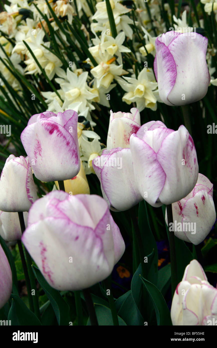 Tulipa "Shirley" Stockfoto