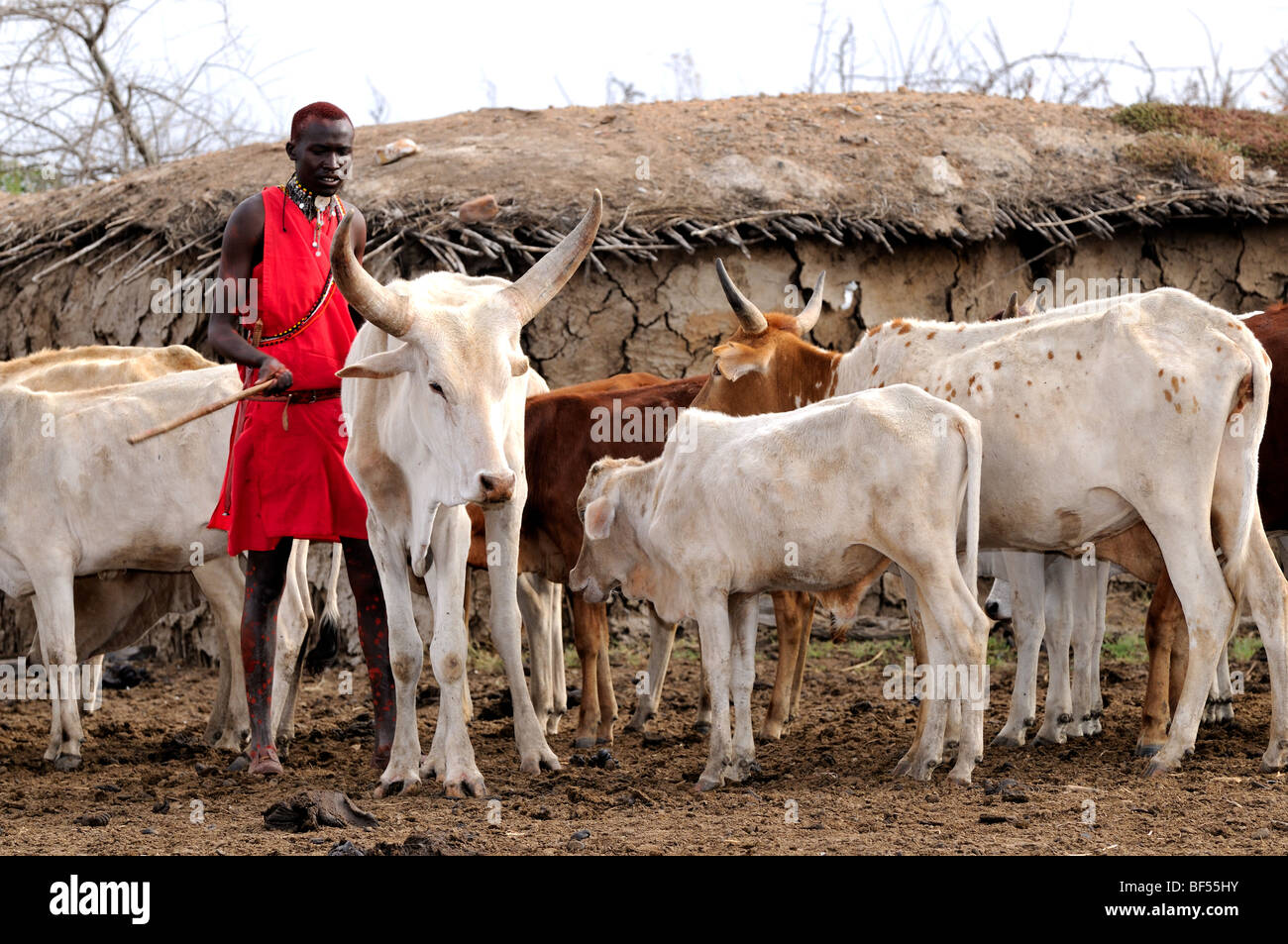 Maasai Vieh im Dorf direkt vor dem Hotel das Maasai Mara Spiel erhalten zeigen die Auswirkungen der anhaltenden Dürre in Ostafrika. Stockfoto