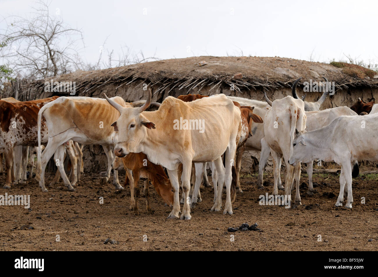 Maasai Vieh im Dorf direkt vor dem Hotel das Maasai Mara Spiel erhalten zeigen die Auswirkungen der anhaltenden Dürre in Ostafrika. Stockfoto