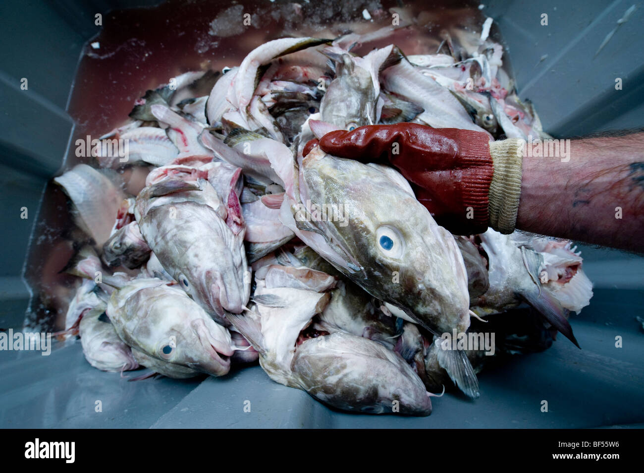 Frisch gefangenen Kabeljau ausgenommen in einer Fischerei co-operative, Devon Stockfoto