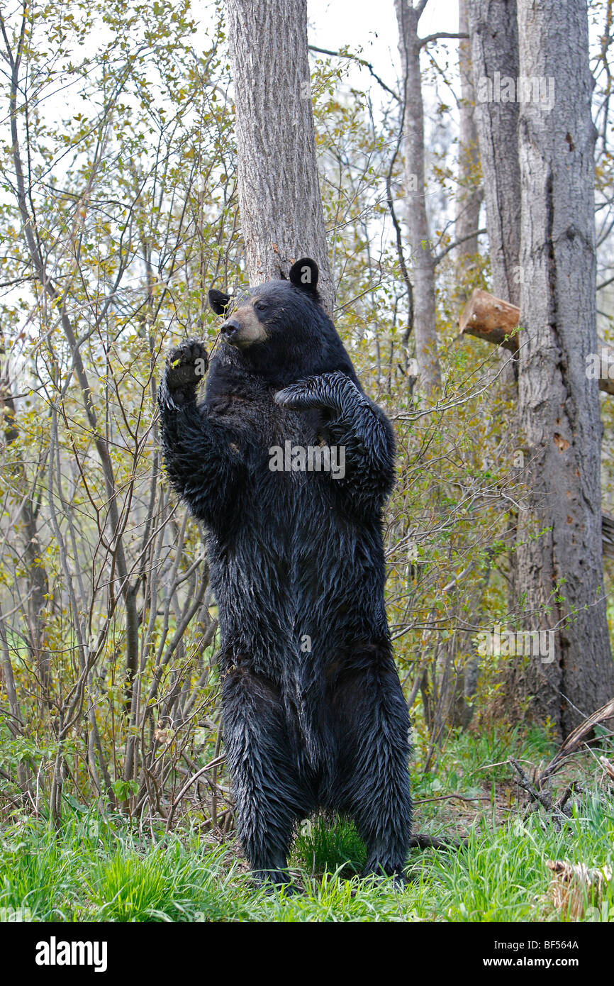 Amerikanische Schwarzbären (Ursus Americanus). Männchen auf den Hinterbeinen markieren Hoheitsgebiet durch reiben den Hals an einem Baum. Stockfoto