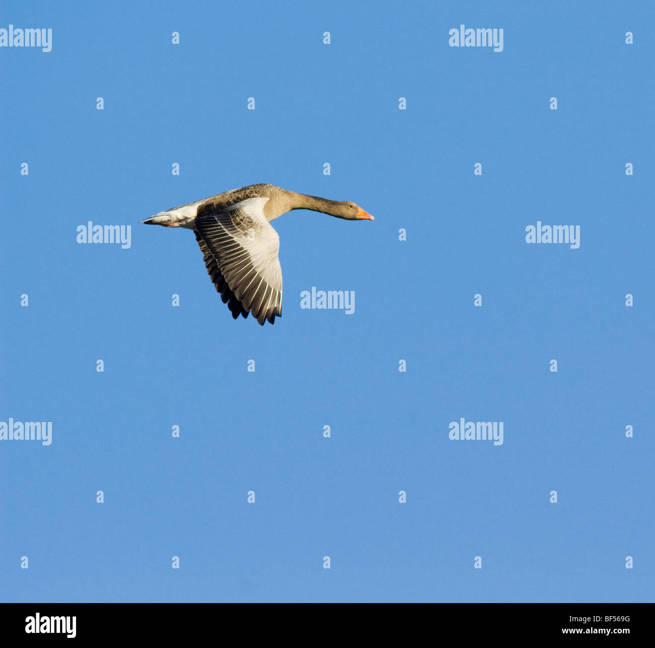 Graugans Anser Anser, fliegen. Stockfoto