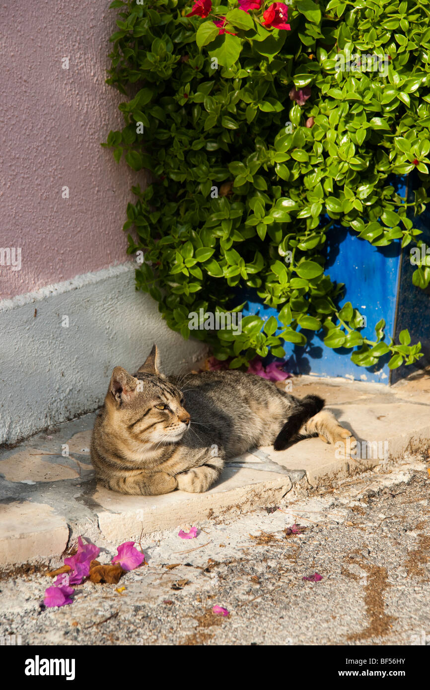 Griechischen Katze auf Kefalonia Insel im Dorf Assos Stockfoto