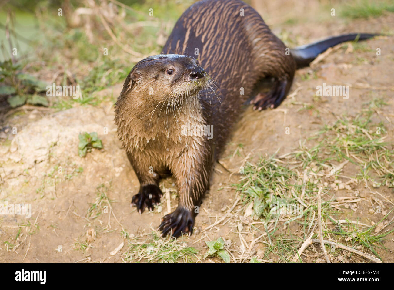 American River Fischotter (Lontra canadensis). Stockfoto